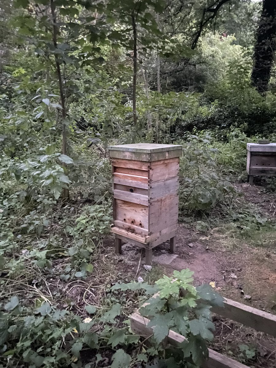 🐝 Brundall Bee tweet media