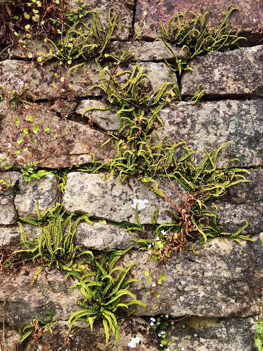 Maurice Backerra tweet media