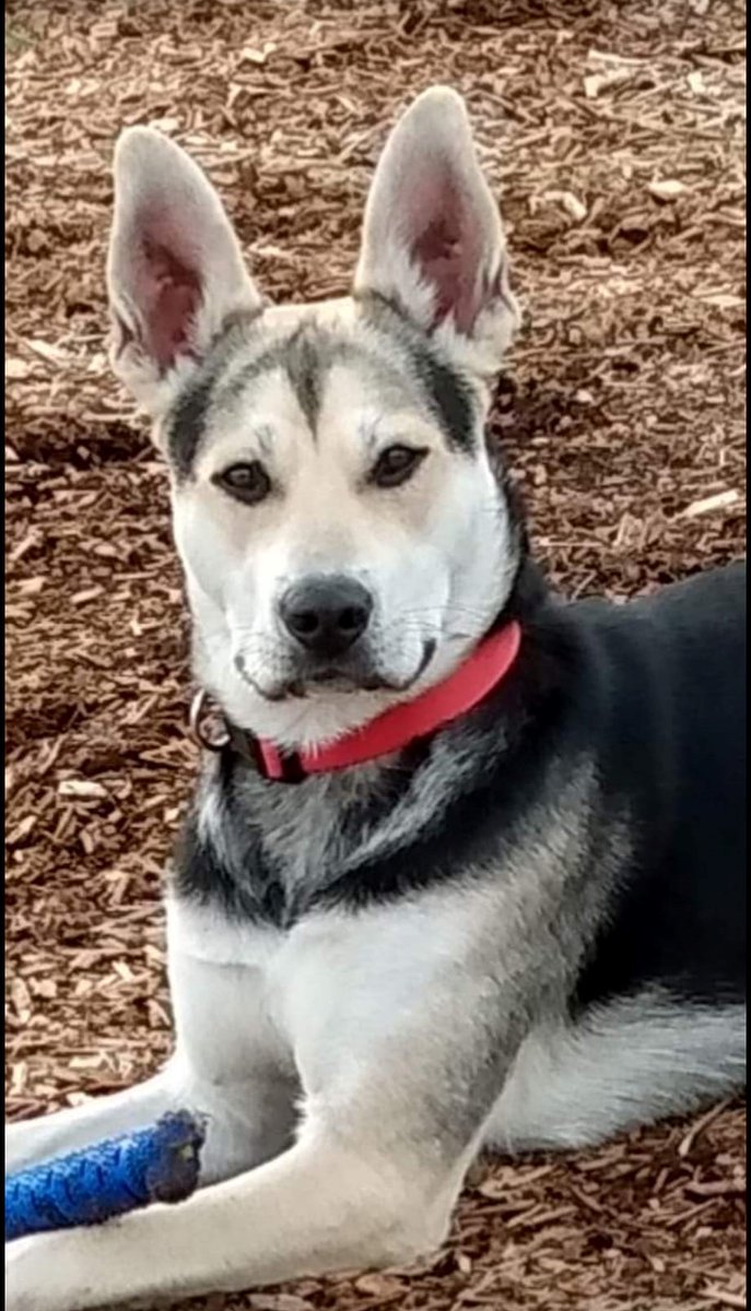PetsofHomeless's tweet photo. 🐾 I’m Side Kick, a 4-year-old German Shepherd Mix. Thanks to @PetsOfHomeless, I got the care I needed for an infection in my snoot!
During #GiveADogABoneWeek, help pets like me by donating food, supplies, or funds. Donate today! https://t.co/fvIegLDRSb #Dogs #Crypto #Homeless https://t.co/ZQtz9C495w