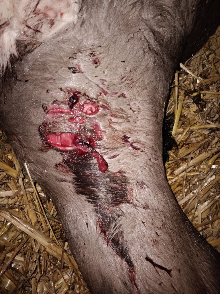 PhilLatham's tweet photo. What a nightmare, 18/20 calves in a pen savaged by a dog, it makes me beyond mad, to know how long it took, they must have been traumatised for hours, 4 police, 2 vets and 3 of us, it took 7pm to 10:40 to treat them, punctures, tears, horrific https://t.co/G2gxoMTHec
