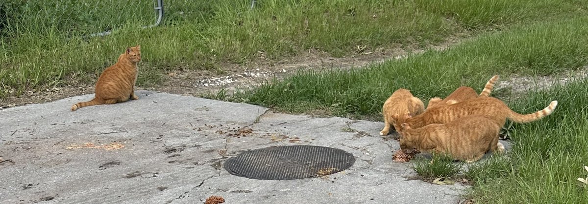 Patrick Skinner tweet media