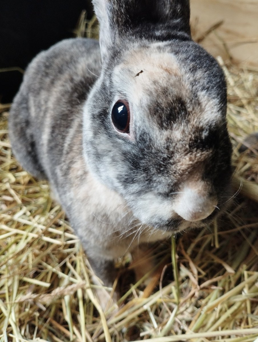 lavendertales_'s tweet photo. Das schlimmste ist, wenn du gleich zwei deiner Freunde gehen lassen musst. An einem Tag. 
Fliegt hoch 🕊️

R.I.P Eevie &amp; Rocket https://t.co/M24G6pwVa0