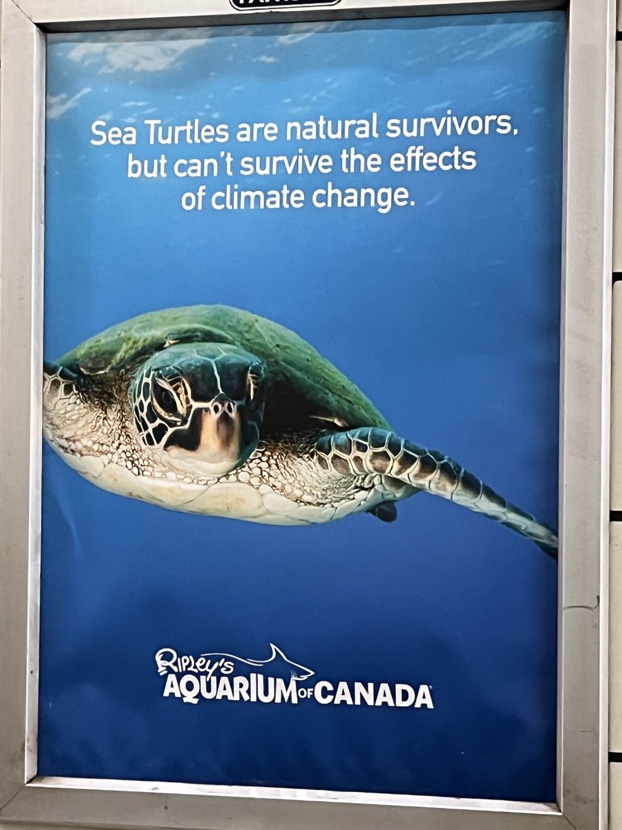 Rachel_Plotkin's tweet photo. So we’ll catch them all and charge people to see them? Give me a break, #ripleysaquarium https://t.co/0PoE91xhQR