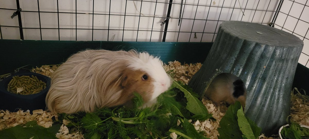 kimmies_kitties's tweet photo. Here's some pictures of Beethoven β€οΈβ€οΈ
#GuineaPig #GuineaPigs #GuineaPigsOfTwitter #GuineaPigsofX #Beethoven https://t.co/rnRS386MbF