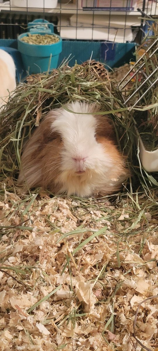 kimmies_kitties's tweet photo. Here's some pictures of Beethoven β€οΈβ€οΈ
#GuineaPig #GuineaPigs #GuineaPigsOfTwitter #GuineaPigsofX #Beethoven https://t.co/rnRS386MbF