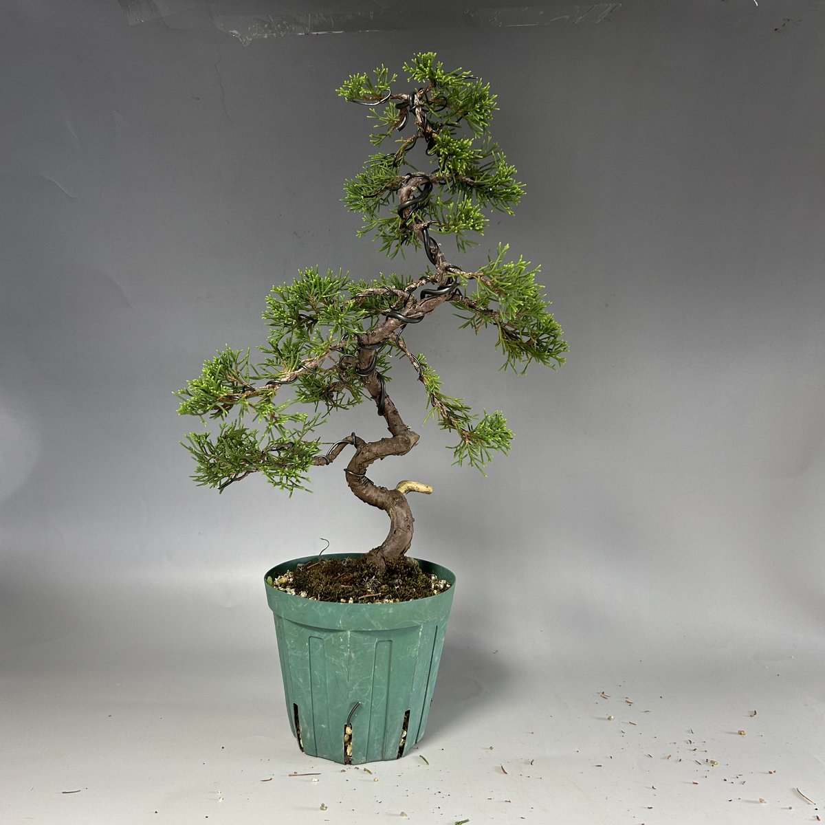 Bonsaiseller's tweet photo. 松慶盆栽園  新入荷商品こちら。
一部セール中です。

https://t.co/Kbh9Eerr52 https://t.co/MvbYgOZzSx