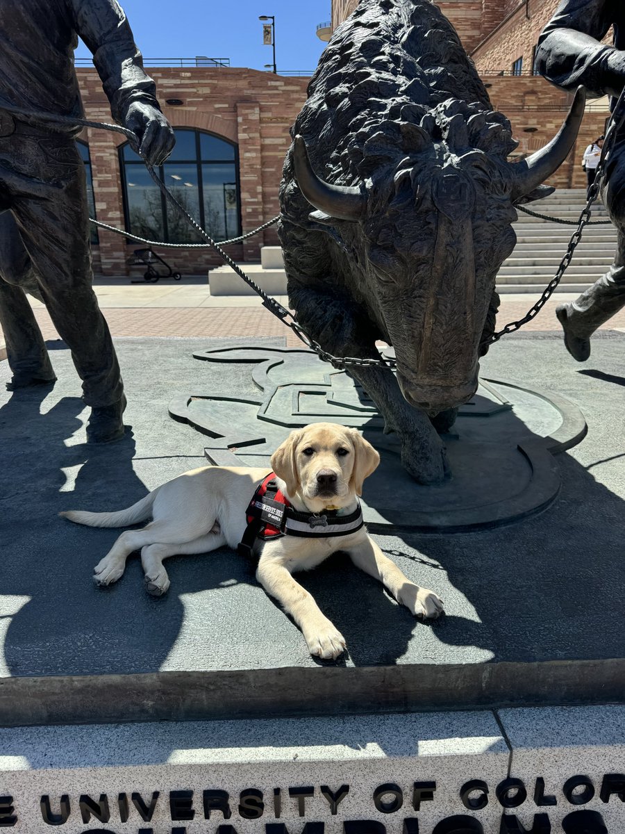 After 4 months as an intern with <a href="/CUBuffs/">Colorado Buffaloes</a>, Garfield is finally getting the media recognition he deserves 🤝

FWIW: Garfield is a Service Dog In Training for Freedom Service Dogs (Denver, CO) and will be an honorary Buff until April 2025 when he goes to service dog college ☺️