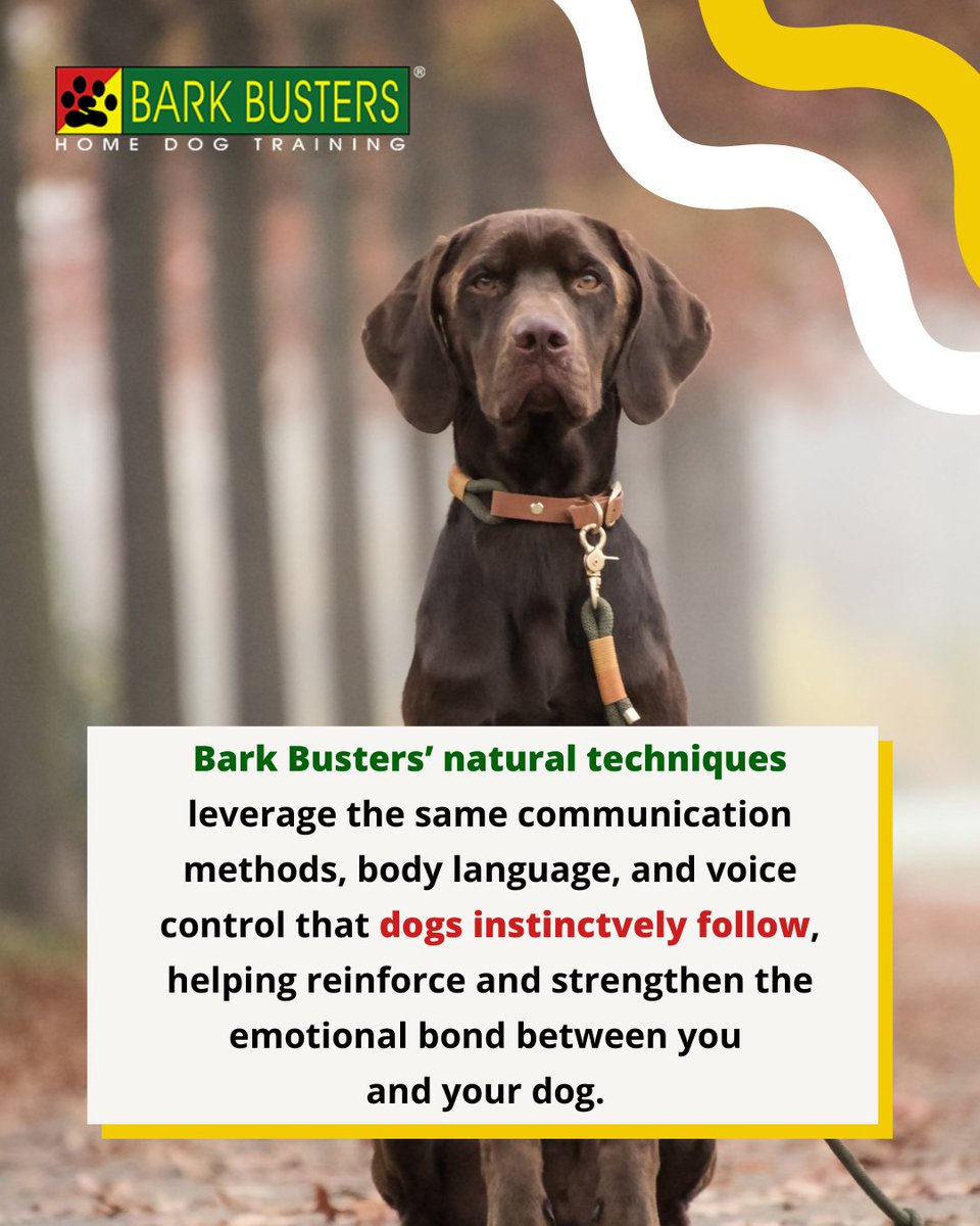 barkbusterla's tweet image. 🐾 Strengthen the bond with your dog using Bark Busters’ natural techniques! Discover more at barkbusters.com/dog-training/g…. 🐶❤️ #DogTraining #NaturalMethods #BarkBustersLA