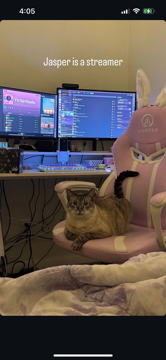 beihly's tweet photo. @chez_dev Chez if you know so much about pets what do you think about my absolute gamer of a cat? https://t.co/nwWPwaByu1