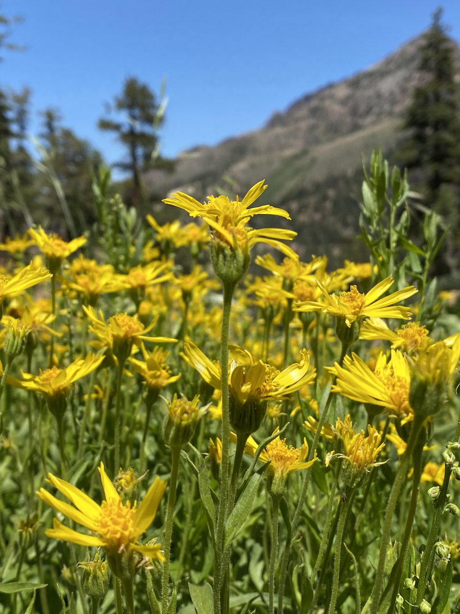 ColinofCa's tweet photo. Wildflowers in the Sierras. A perfect day in the mountains on the Pacific Crest Trail. Lupine, arnica, rose thistle, and red columbine. #pacificcresttrail #pct #sierras #wildflowers #columbine #mountains https://t.co/H3ksob8JXt
