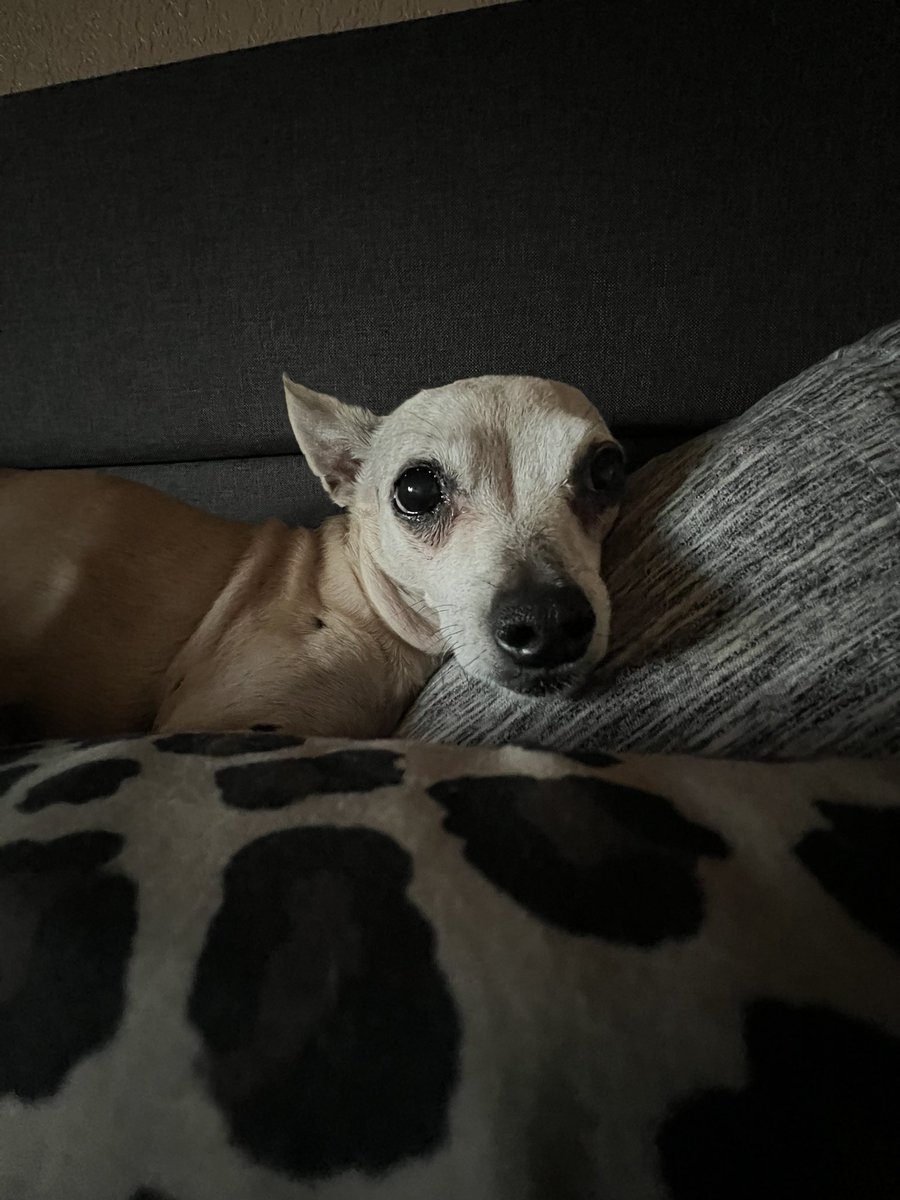 queen jo tweet media