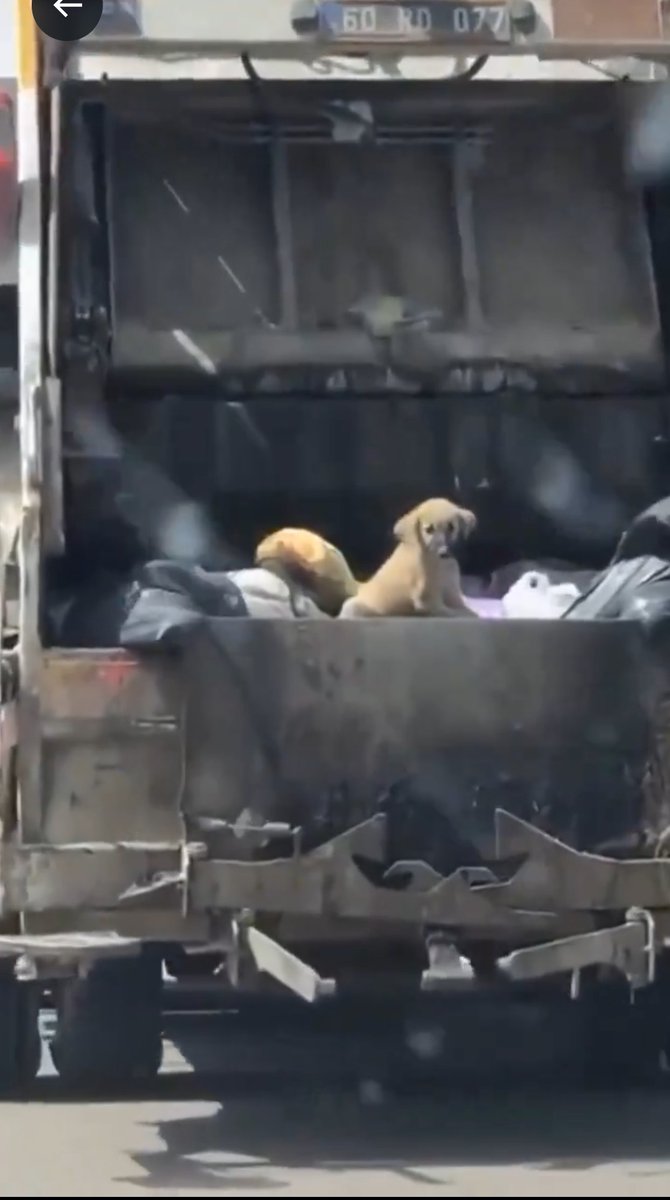 Puppy on top of plastic bags of live dogs in a Turkish garbage truck this week, due to #Erdogans new #TurkishDogMassacreLaw.