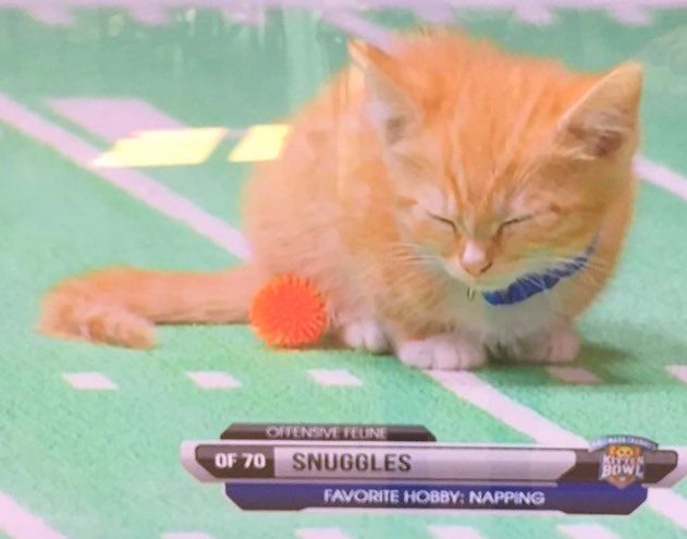 PostsOfCats's tweet photo. SNUGGLES GET YOUR HEAD IN THE GAME! https://t.co/hEa3R2wIHm