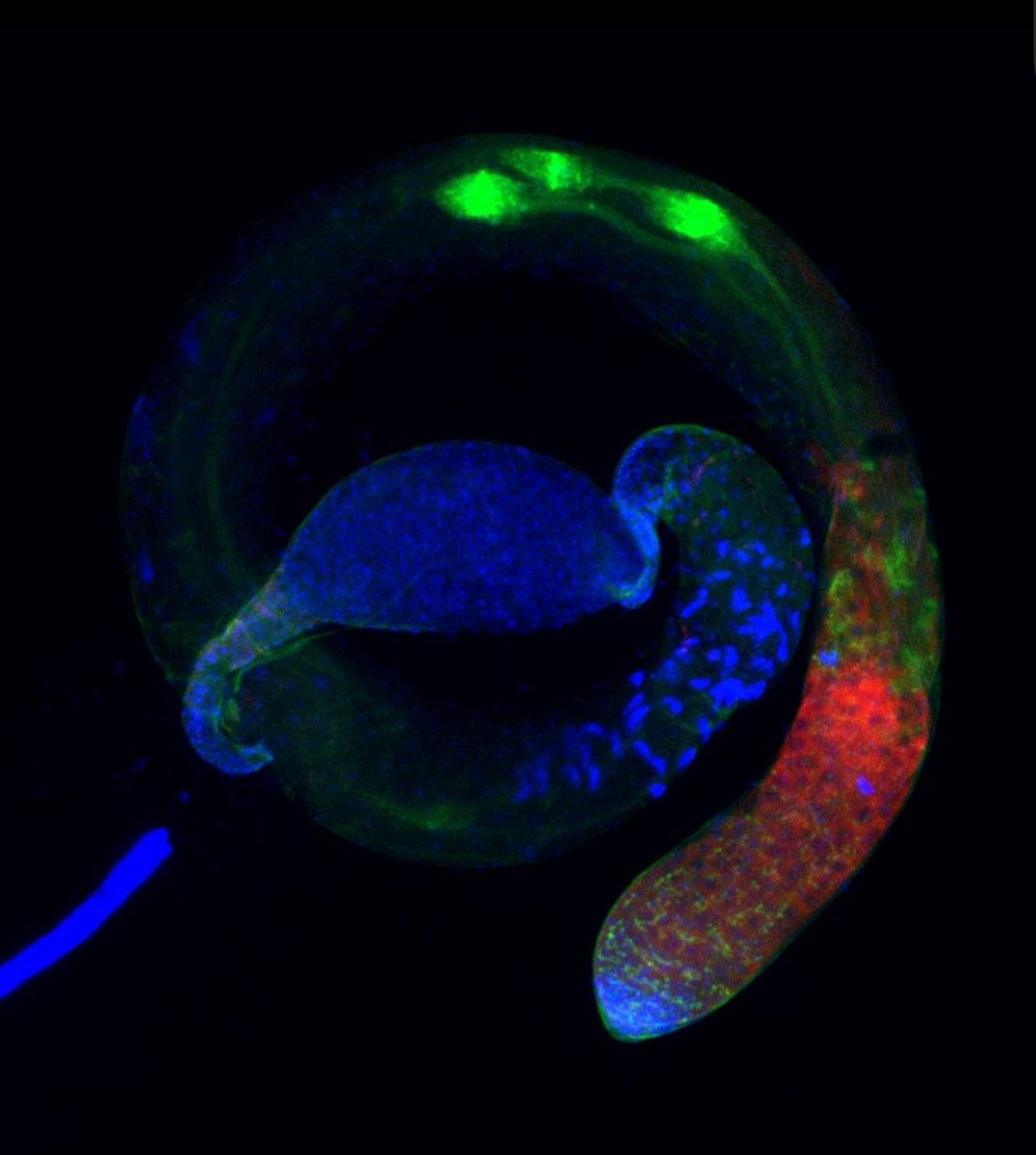 Fluorescence Friday!
