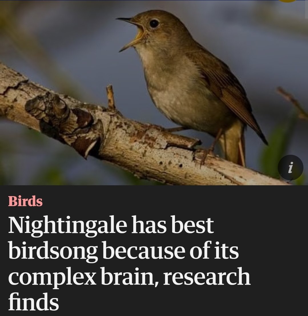 This is false, nightingales have the best song because they were taught how to sing by Melian the Maia