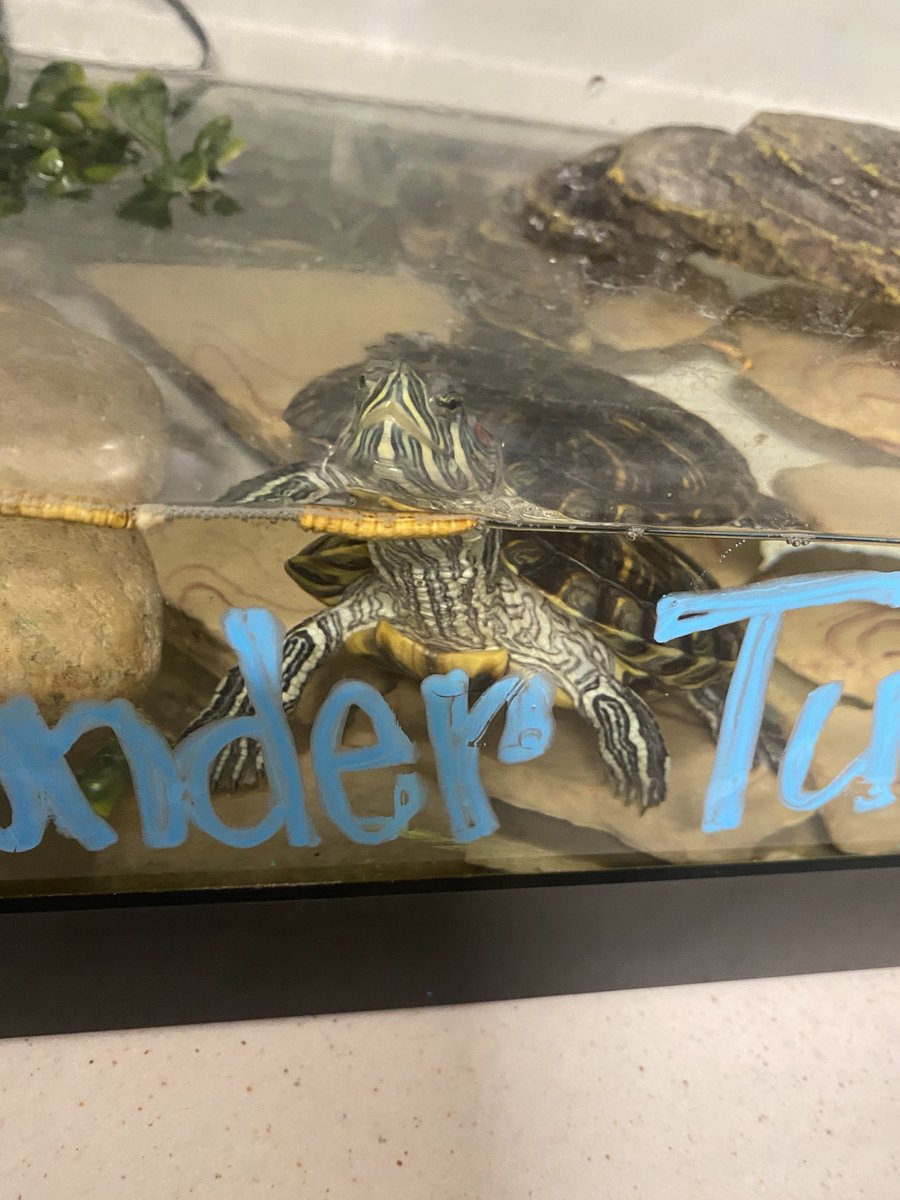 Snacks, The Wonder Turtle, got to meet his new friends! These friends were recognized by their classmates for being ON TRACK and got to feed Snacks some snacks today. They were so excited! 🐢🥰❤️🚂💨✨⁦<a href="/HumbleISD_CE/">Centennial Elementary</a>⁩