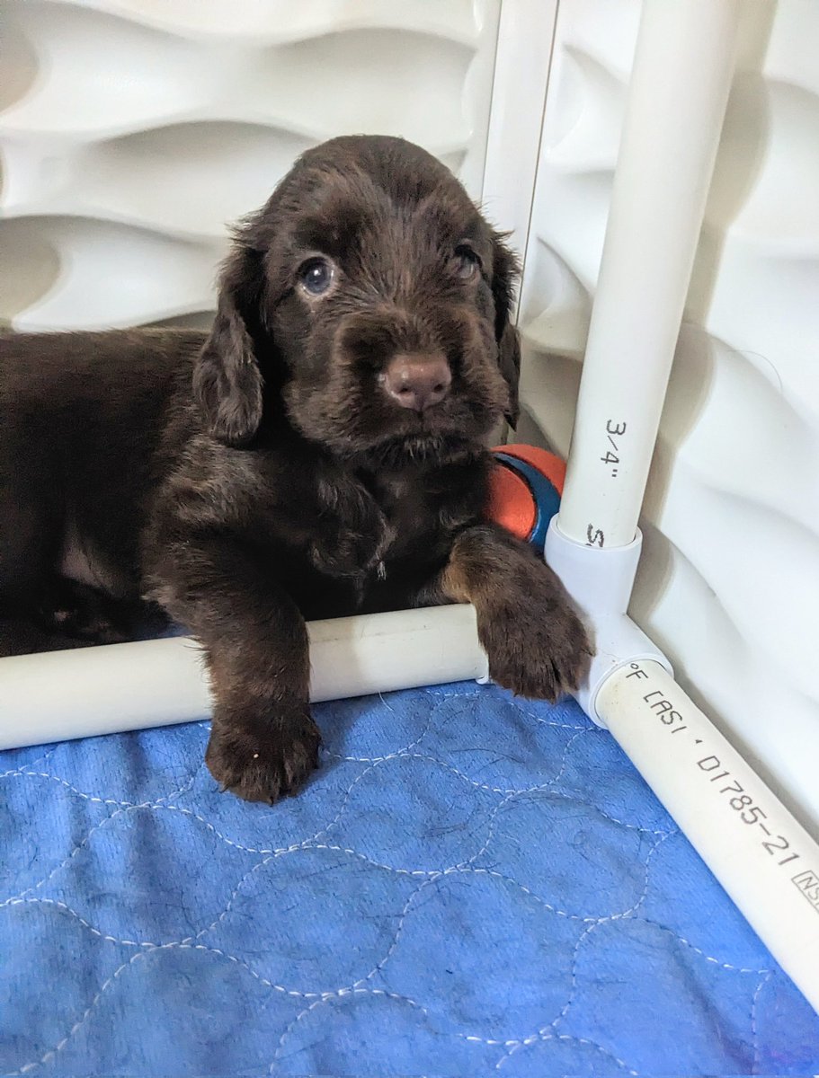 lyricrun's tweet image. Just because he is cute and watching the Olympics  #fieldspaniel
#Olympic2024