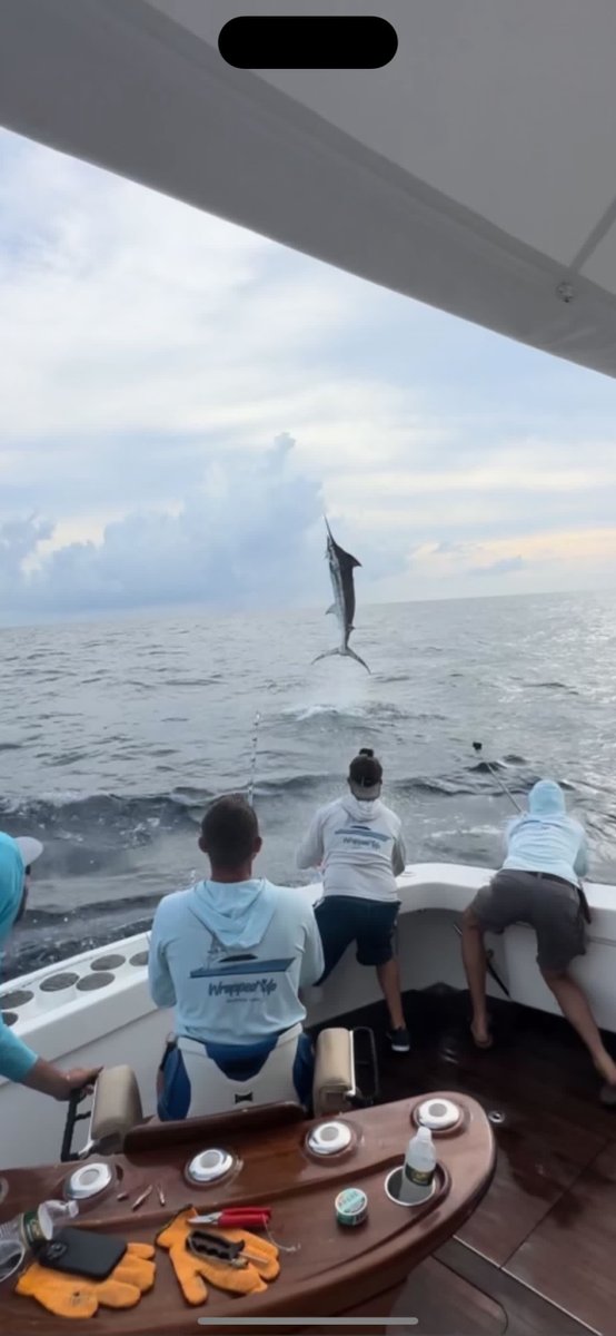 Galveston, TX - Wrapped Up released a Blue Marlin.
