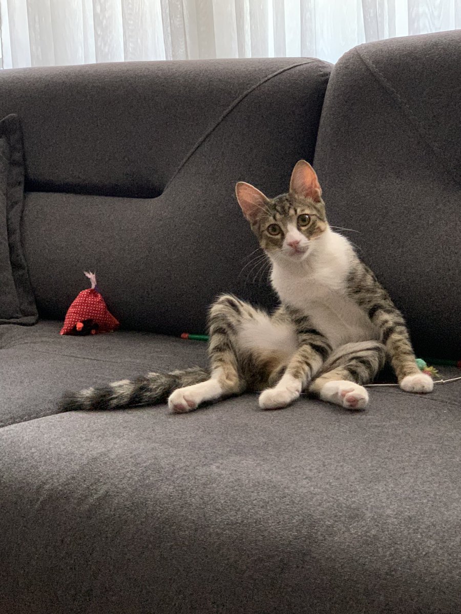 rochambeaumercy's tweet photo. Yavruyken daha kedi idi, şimdi geçerken elli kuruş at da neşemiz gelsin modunda. https://t.co/LlSIcZBTcq