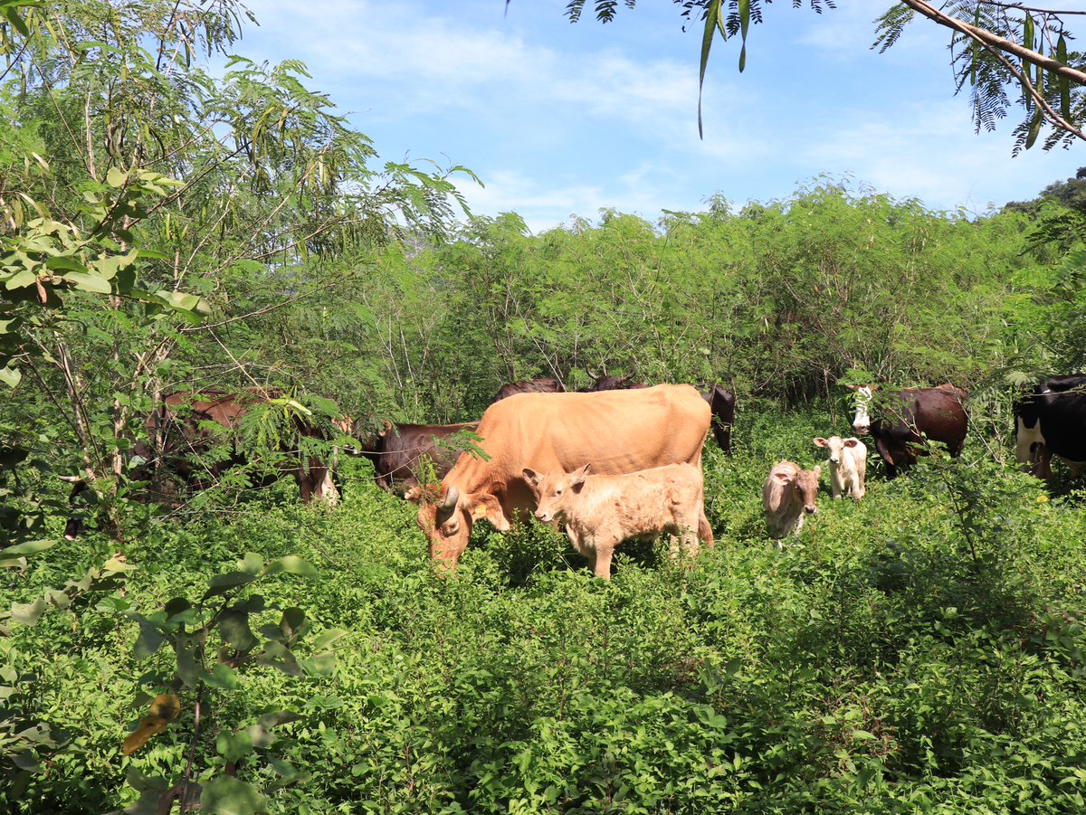 FONNOR A.C. tweet media