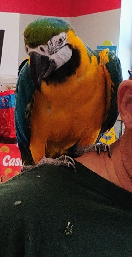 blessedmomma98's tweet photo. Meet this cool chic today. She is the only lady I've met that is pissed off after visiting the nail salon 🤣🤣🤣
She wasn't talking nor was she showing me her pretty colors..her owner was nice and let me take pics 😎
#blessed https://t.co/72y4lsyQdJ