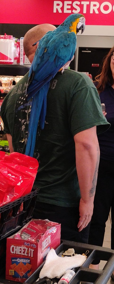 Meet this cool chic today. She is the only lady I've met that is pissed off after visiting the nail salon 🤣🤣🤣
She wasn't talking nor was she showing me her pretty colors..her owner was nice and let me take pics 😎
#blessed