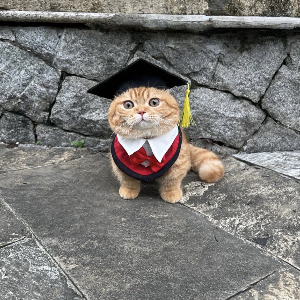 Punch Cat tweet media