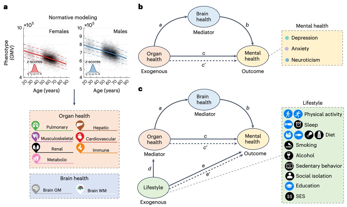 Ye Ella Tian (@yetianmed) on Twitter photo Poor physical health is associated with depression.
Yes, we know.
But how so?
Our new study <a href="/NatMentHealth/">Nature Mental Health</a> reveals integrated pathways that explain the interplay between brain, body, lifestyle and their collective influence on mental health.
nature.com/articles/s4422…
🧵1/7 Poor physical health is associated with depression.
Yes, we know.
But how so?
Our new study <a href="/NatMentHealth/">Nature Mental Health</a> reveals integrated pathways that explain the interplay between brain, body, lifestyle and their collective influence on mental health.
nature.com/articles/s4422…
🧵1/7