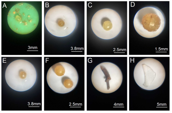 crustaceancorr2's tweet photo. “Nurdles” are small, spherical pellets used in plastic manufacturing which can pollute waterways and there are increasing reports of nurdle ingestion by fishes worldwide. Here we report the first instance of nurdles in fish in SE Australia, namely Snapper https://t.co/2tcqbyDFrW https://t.co/i46RgugOwp