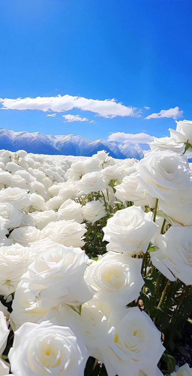 Aesthetics (@aestheticspost_) on Twitter photo 