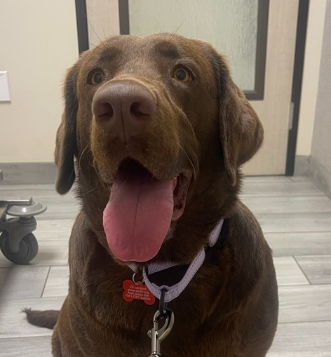 wclrr's tweet photo. Meet Nala! She is the most wonderful two-year-old chocolate Labrador Retriever with the most gorgeous eyes. She's a big girl with a bit of extra weight. Nala's previous family had to give her up because of changes in their living situation, and it's really hard for her. https://t.co/wGaf4JAODk
