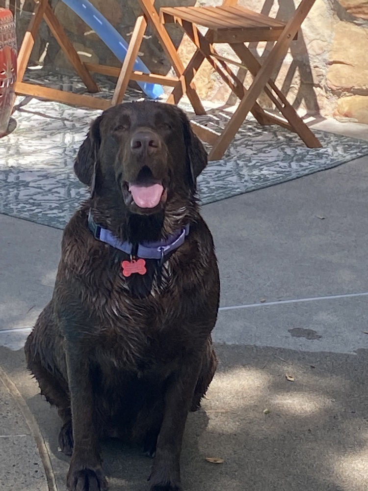 Meet Nala! She is the most wonderful two-year-old chocolate Labrador Retriever with the most gorgeous eyes. She's a big girl with a bit of extra weight. Nala's previous family had to give her up because of changes in their living situation, and it's really hard for her.