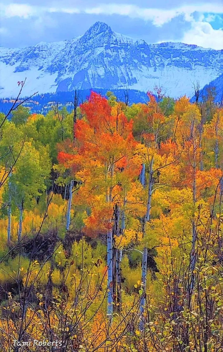 Amnada01's tweet image. Good morning...!

Fall Color Saturday...!
A few of my favorites...!