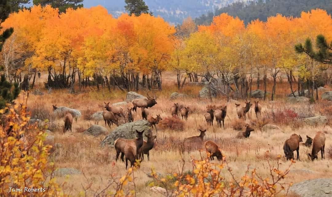 Amnada01's tweet image. Good morning...!

Fall Color Saturday...!
A few of my favorites...!