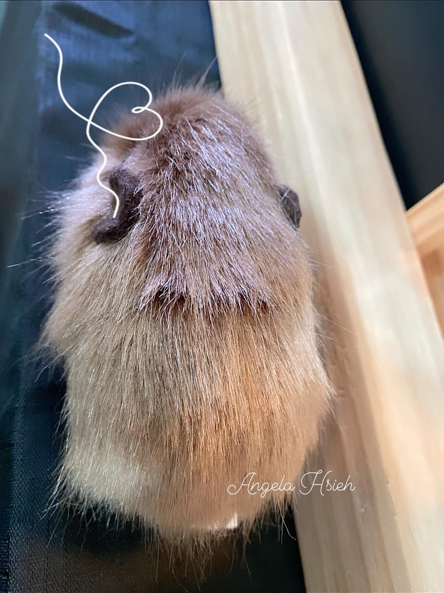 plushguineapigs's tweet photo. Trying new fabric today ❤️
~ Keychain plush Guinea pig 🐹
#handmadebyangelahsieh
#plushguineapigs #giftidea #plush #gift #nzmade #handmade #custommade #keychain https://t.co/rTAm4DbjT6