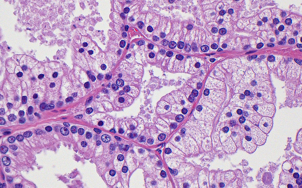 Ziad El-Zaatari tweet media