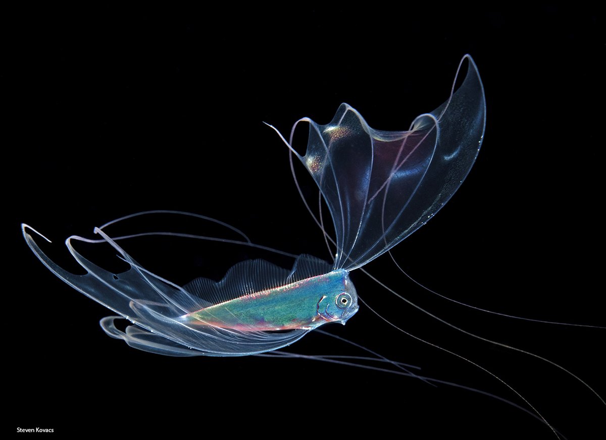 A pretty Ribbonfish off Palm Beach, Florida.  #ikelite