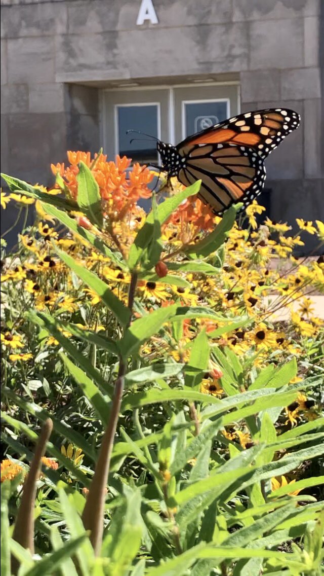 MrKamperReavis's tweet photo. #Monarch #MonarchButterfly
#Butterflyweed
#ButterflyMilkweed 
#ReavisNativePrairie
#ReavisPrairiePollinatorGarden #NativePlants #Pollinators #PrairieGarden https://t.co/48gv3dchA3