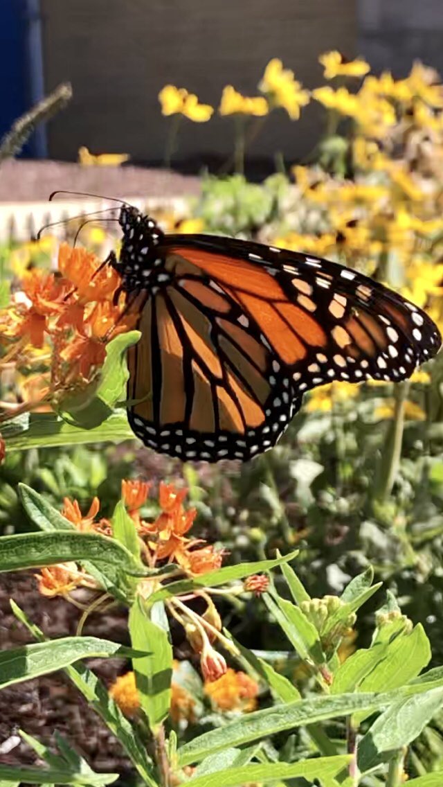 MrKamperReavis's tweet photo. #Monarch #MonarchButterfly
#Butterflyweed
#ButterflyMilkweed 
#ReavisNativePrairie
#ReavisPrairiePollinatorGarden #NativePlants #Pollinators #PrairieGarden https://t.co/48gv3dchA3