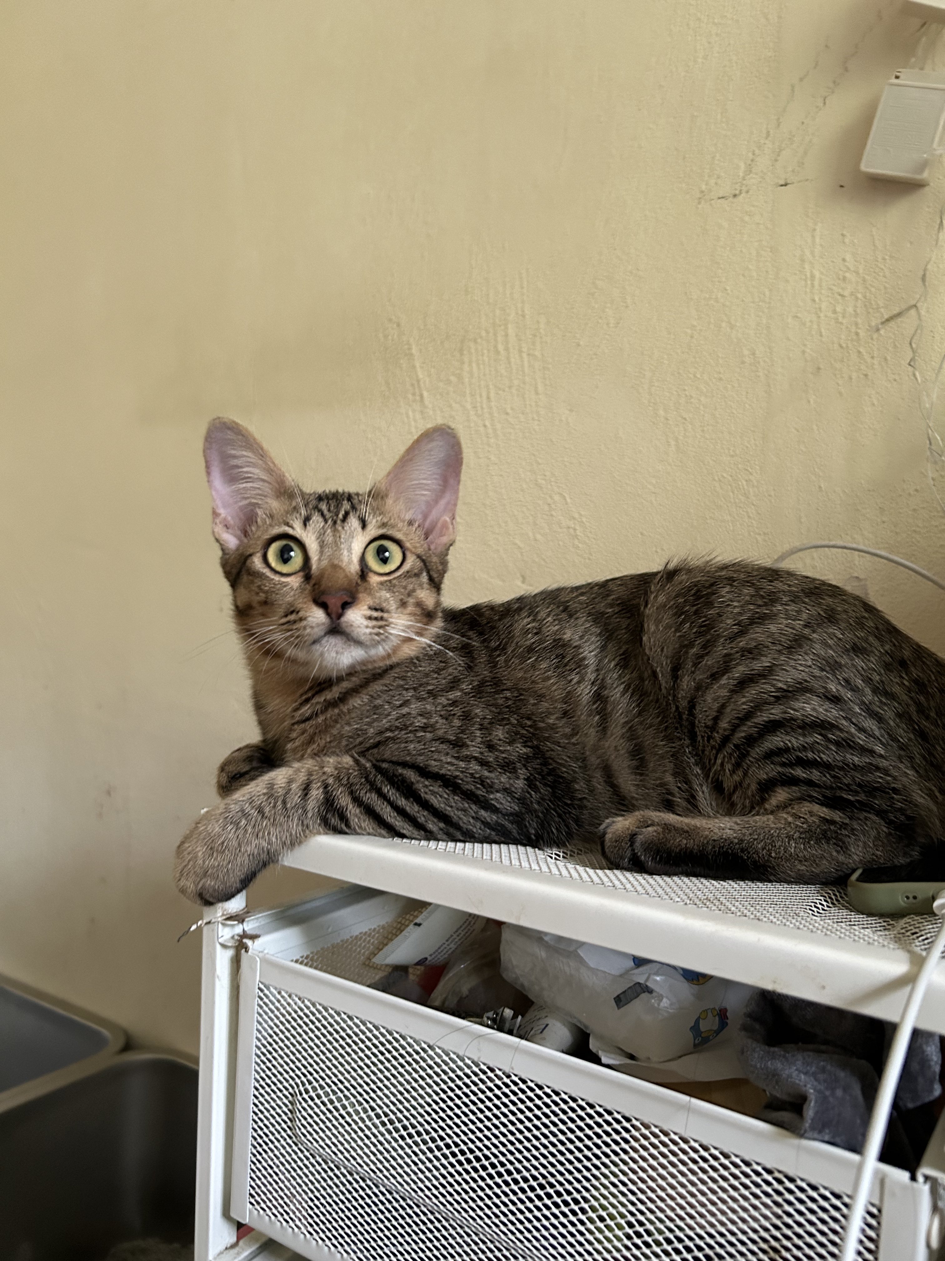 emma on X Tilapia cat https t V8rMhPEpcw X