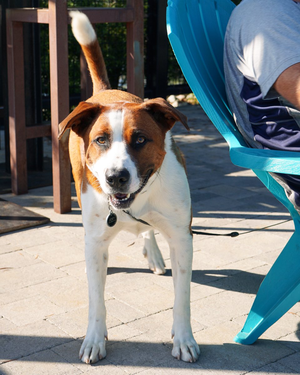 PintsPedals's tweet photo. We love our Pedals patio pooches!

Come join us this weekend and enjoy some lovely warm weather on the patio! We have lots of outdoor seating and love seeing you and your furry friends! https://t.co/pP9Rs64OVL