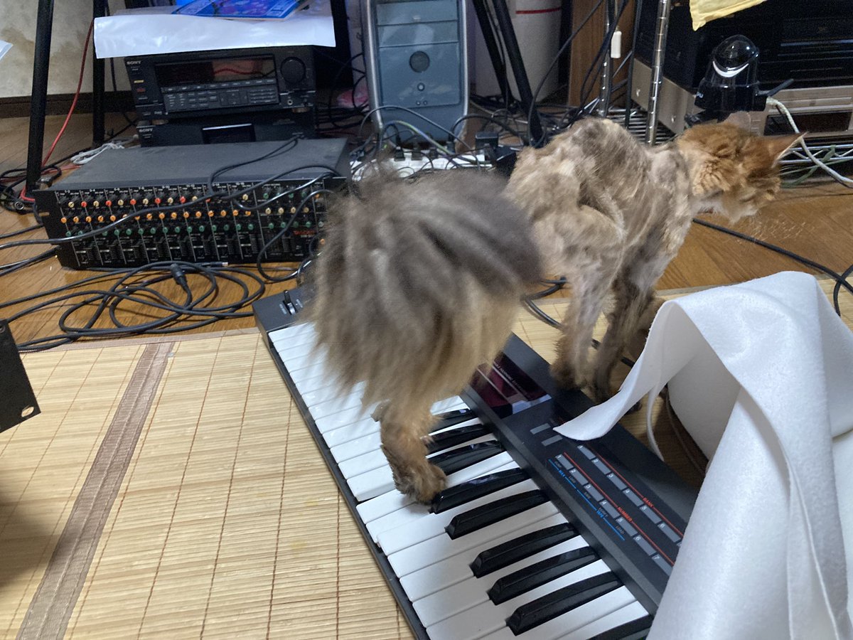 kuronekoCirno's tweet photo. オボンのセット選考中
ハ◯ドオフのジャンクコーナーみたいだなぁ
😼
オイラのJuno踏むなっ!
#roland
#korg
#ensoniq
#akaiprofessional
#emusystems https://t.co/IcX29qgwUl