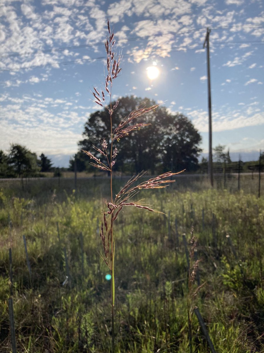 Dr Josh Brian (@drjoshbrian) on Twitter photo A lovely Sorghastrum nutans seedhead captures the morning sun - have watched this plant grow from a seedling I planted two years ago! <a href="/CedarCreekESR/">Cedar Creek ESR</a> @AlienImpacts A lovely Sorghastrum nutans seedhead captures the morning sun - have watched this plant grow from a seedling I planted two years ago! <a href="/CedarCreekESR/">Cedar Creek ESR</a> @AlienImpacts