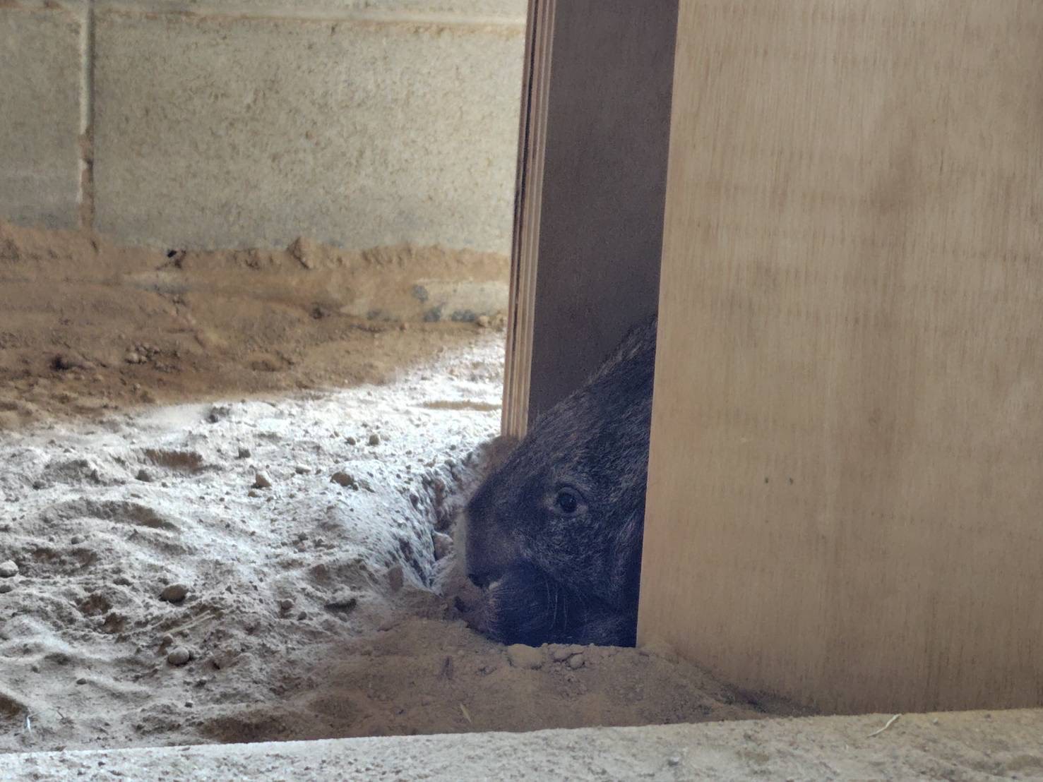 【五月山動物園】ウォンバットのユキさん、飼育員さんお手製トンネルで猛暑を乗り切る予定のサムネイル画像
