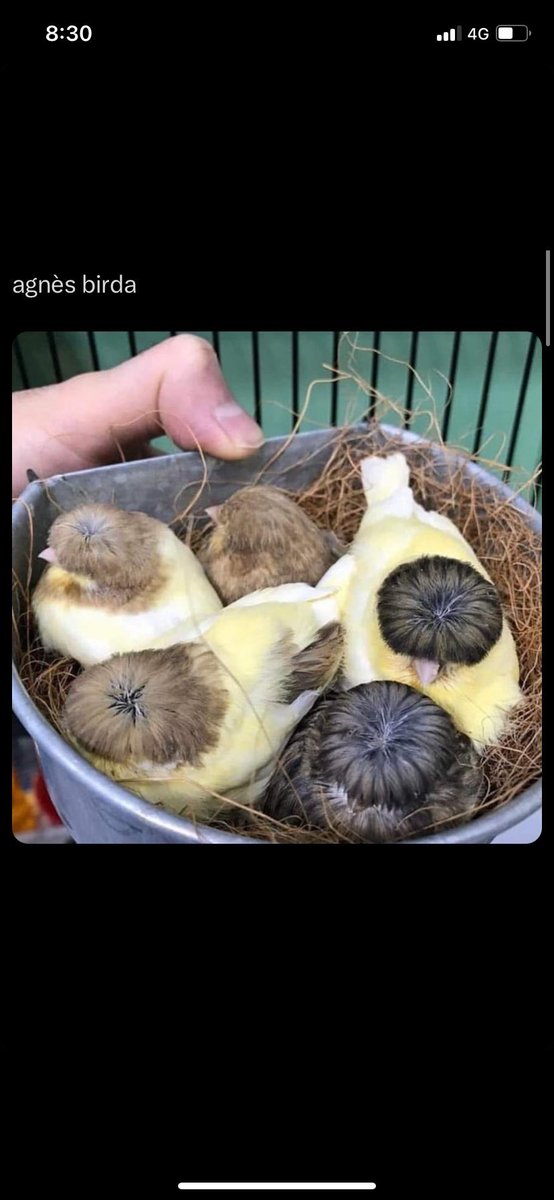 Álvaro (@alve3) on Twitter photo 