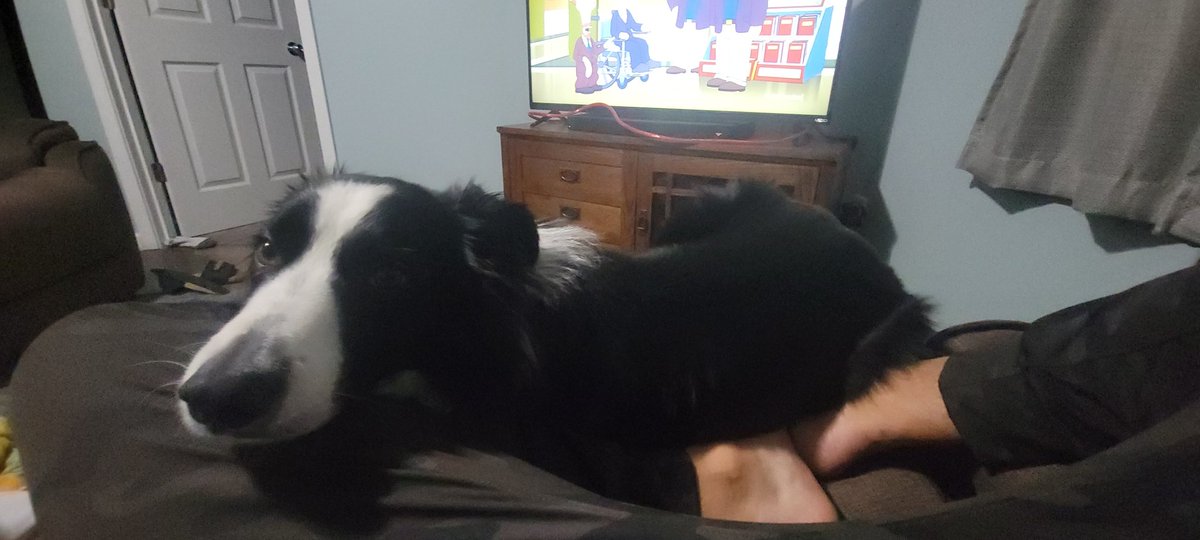 L_Manones's tweet photo. Apparently we're sharing the chair
#Maxdog #bordercollies https://t.co/sXjPiyt4XS