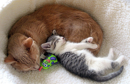 boturitter's tweet image. 23:43 Surprise Cat
When you're trying to nap but your little sibling just won't leave you alone 😂 #catsoftwitter #siblings #sleepycats #catnap 😴🐈‍⬛🐱