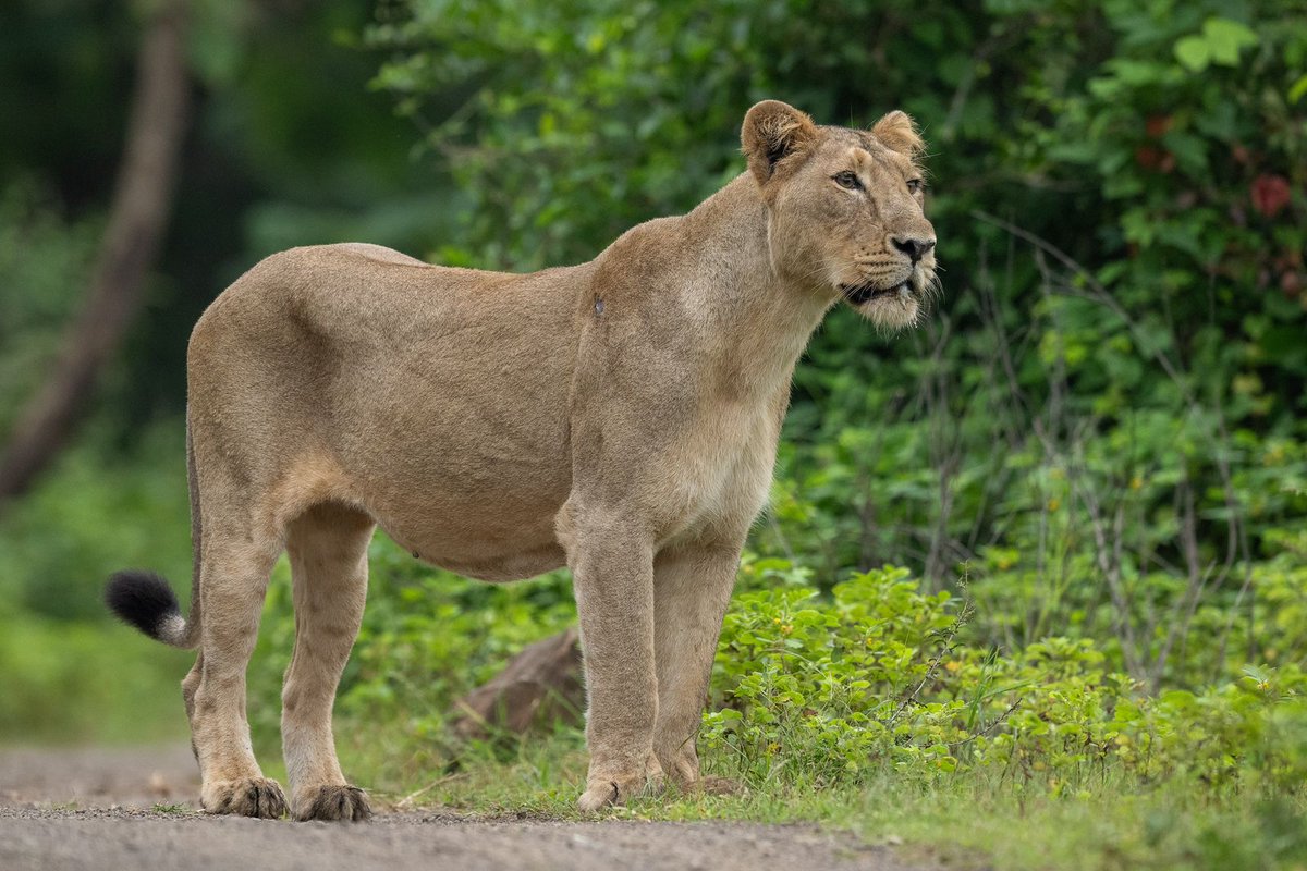 Narendra Modi tweet media