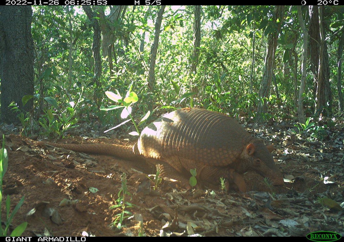 Icas - Wild Animal Conservation Institute tweet media