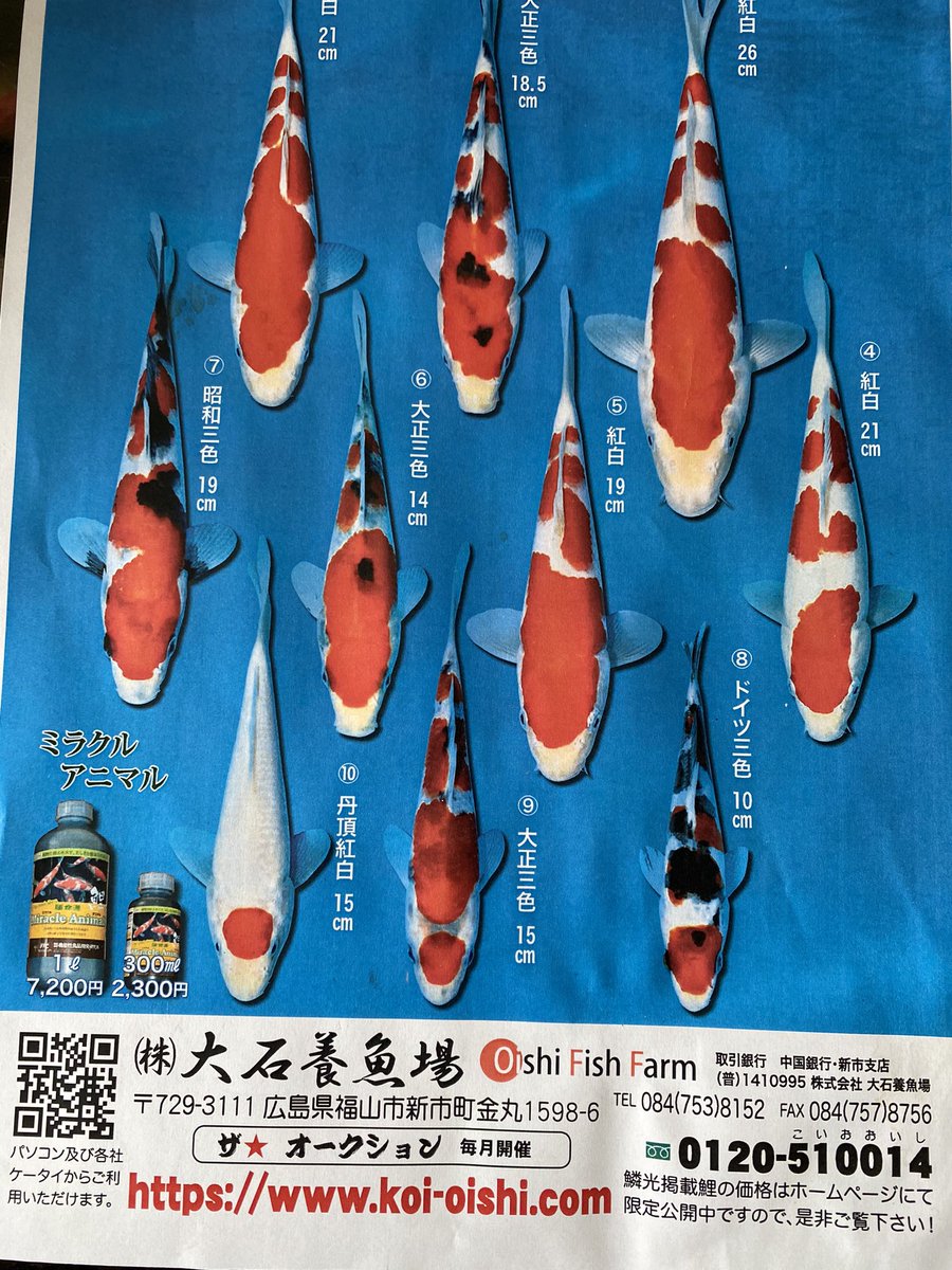 IDuOnRTepImJMPJ's tweet photo. <iframe width="458" height="815" src="https://t.co/VPncWUbUFp" title="鱗光9月号　https://t.co/UhIlOivNJU錦鯉　#koifish #koifarm #広島県　#福山市 https://t.co/5aYNikESP2